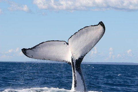 Phillip Island Whale Watching Tour - Maitland Accommodation 3