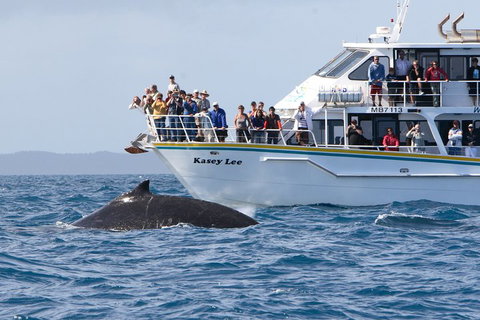 Phillip Island Whale Watching Tour - Maitland Accommodation 4