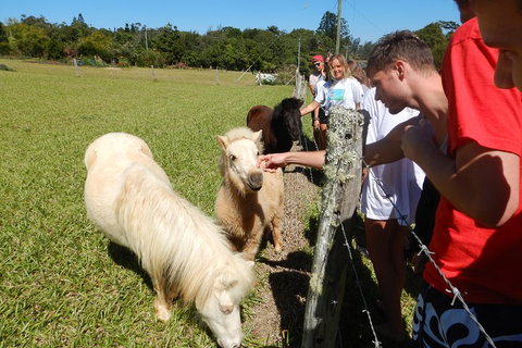Atherton Tablelands Waterfalls Tour From Cairns - Maitland Accommodation 4