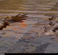 Litchfield and Jumping Crocodiles Full Day Trip from Darwin - Maitland Accommodation