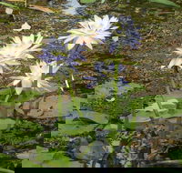 Yellow Water Cruise - Kakadu - Maitland Accommodation