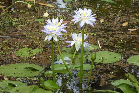 Yellow Water Cruise - Kakadu - Maitland Accommodation 0