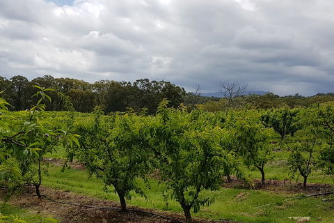 Yarra Valley Wineries And Rayners Orchard Tour From Melbourne - Maitland Accommodation 4