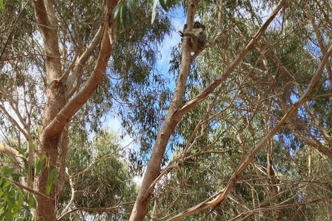 Kangaroo Island 4WD Tour - Best Of KI In 2 Days - Maitland Accommodation 0