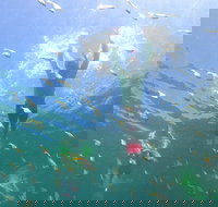 Manly Snorkel Trip and Nature Walk with Local Guide - Maitland Accommodation