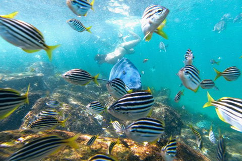 Manly Snorkel Trip And Nature Walk With Local Guide - Maitland Accommodation 2