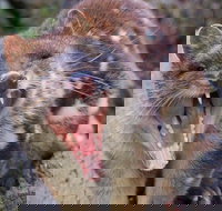 After Dark Tasmanian Devil Feeding Tour at Cradle Mountain - Maitland Accommodation