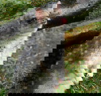 1-Hour Tasmanian Devil Feeding Day Tour at Cradle Mountain - Maitland Accommodation