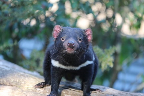 1-Hour Tasmanian Devil Feeding Day Tour At Cradle Mountain - Maitland Accommodation 1
