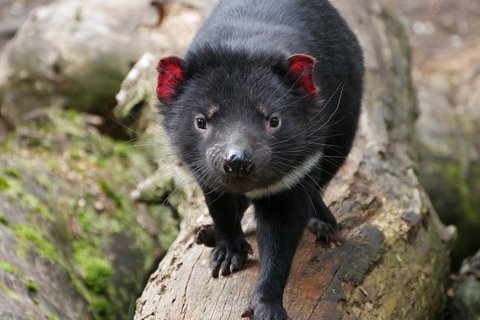 1-Hour Tasmanian Devil Feeding Day Tour At Cradle Mountain - Maitland Accommodation 4