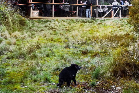 1-Hour Tasmanian Devil Feeding Day Tour At Cradle Mountain - Maitland Accommodation 5