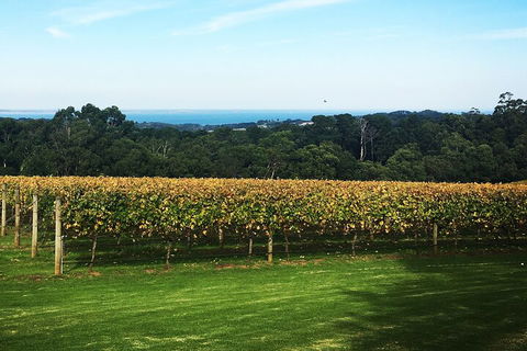 Yarra Valley Wine Tour Inc Lunch With A Glass Of Wine, Tastings And Chocolate - Maitland Accommodation 2