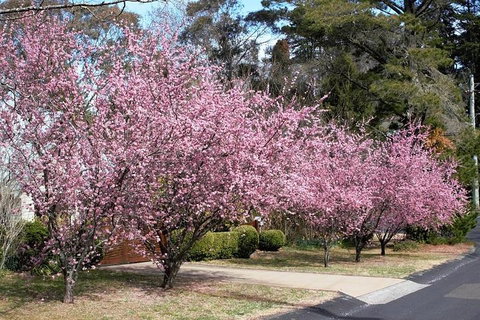 Blue Mountains - Maitland Accommodation 1
