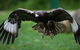 Yarra Valley Wildlife & Wine Day Tour From Melbourne With Healesville Sanctuary - thumb 1