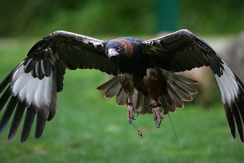 Yarra Valley Wildlife & Wine Day Tour From Melbourne With Healesville Sanctuary - Maitland Accommodation 1