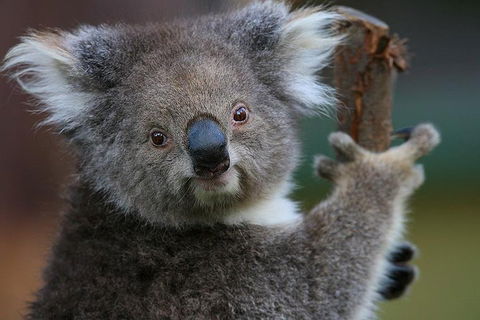 Yarra Valley Wildlife & Wine Day Tour From Melbourne With Healesville Sanctuary - Maitland Accommodation 2