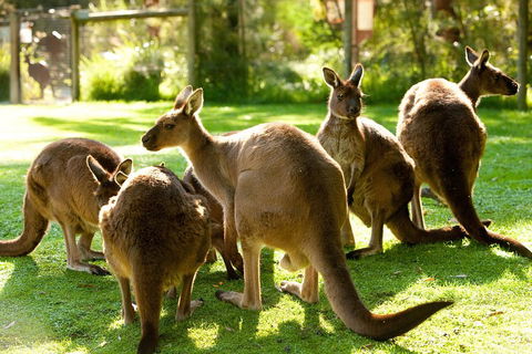 Yarra Valley Wildlife & Wine Day Tour From Melbourne With Healesville Sanctuary - Maitland Accommodation 4