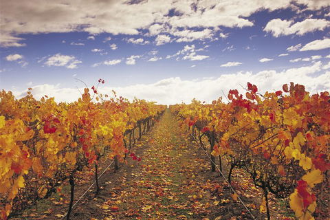 Yarra Valley Wildlife & Wine Day Tour From Melbourne With Healesville Sanctuary - Maitland Accommodation 5