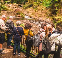 Full-day Springbrook National Park Tour from the Gold Coast - Maitland Accommodation