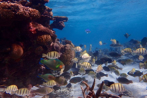 Lagoon Explorer - Ningaloo Reef Full-Day Kayaking And Snorkeling Adventure - Maitland Accommodation 2