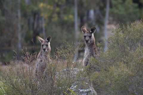 Inside The Greater Blue Mountains World Heritage - A Wildlife Safari Overnight - Maitland Accommodation 2
