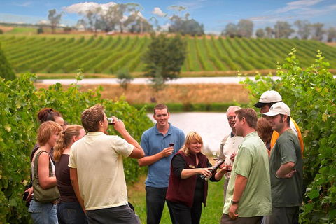 Yarra Valley Balloon Flight And Winery Tour - Maitland Accommodation 4