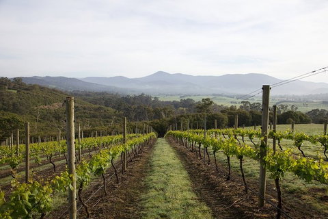 Yarra Valley 2-6 Guests Premium Food And Wine Inc Lunch At Dominique Portet - Maitland Accommodation 1