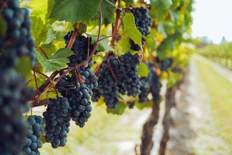 Yarra Valley 2-6 Guests With Lunch And Gin Tasting At Four Pillars - Maitland Accommodation 1