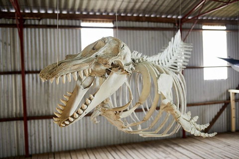 Albany's Whale Story - Maitland Accommodation 3