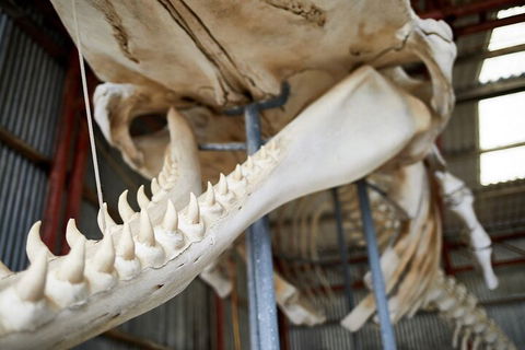 Albany's Whale Story - Maitland Accommodation 5