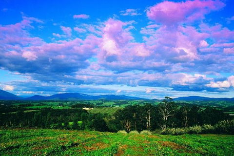 Yarra Valley Wine And Cider Tours By Classic Convertibles From Melbourne - Maitland Accommodation 3