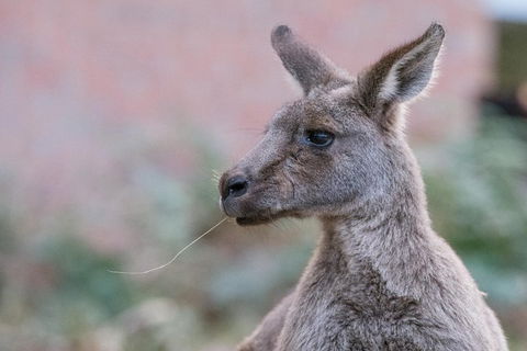 Grampians National Park With Kangaroos And MacKenzie Falls From Melbourne - Maitland Accommodation 0
