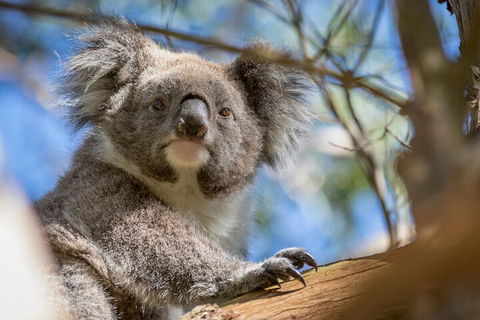Phillip Island Penguin And Koala Highlights Day-Trip From Melbourne - Maitland Accommodation 2