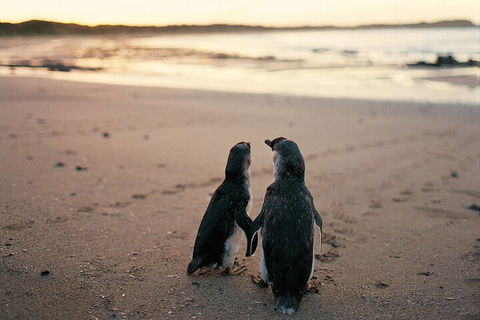 Phillip Island Penguin And Koala Highlights Day-Trip From Melbourne - Maitland Accommodation 4