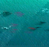 40-45 Minute Port Stephens and Stockton Beach Helicopter Flight - For 2 - Maitland Accommodation