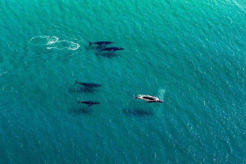 40-45 Minute Port Stephens And Stockton Beach Helicopter Flight - For 2 - Maitland Accommodation 0