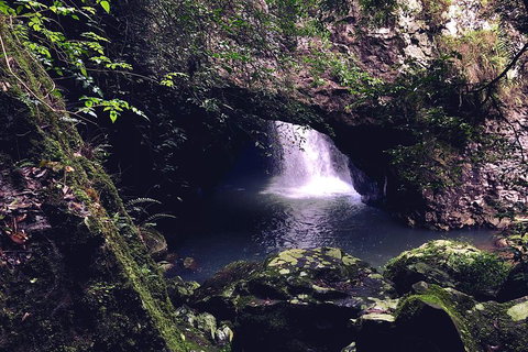 Springbrook Full Day Tour - Maitland Accommodation 3