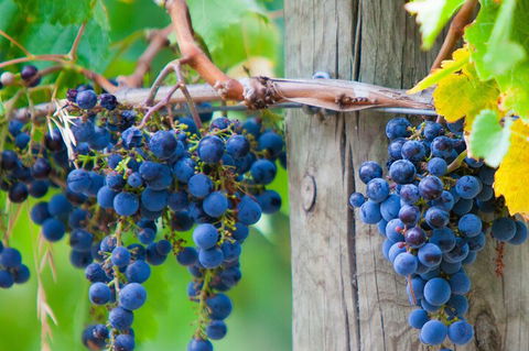 Yarra Valley, Dandenong Ranges Inc. Lunch With Wine,plus Morning Tea,chocolate - Maitland Accommodation 0