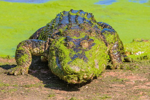 3 In 1 Tour: Matsoâ€™s Brewery, Broome Museum & Malcolm Douglas Crocodile Park - Maitland Accommodation 4