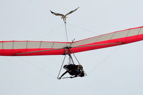 Hang Gliding With HangglideOz - Maitland Accommodation 0