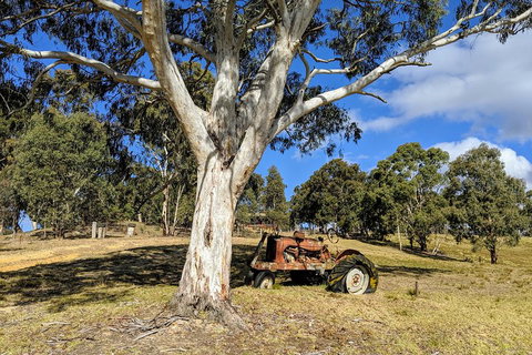 Blue Mountains Private Tour - Wild Kangaroos, Waterfalls And The Three Sisters - Maitland Accommodation 1