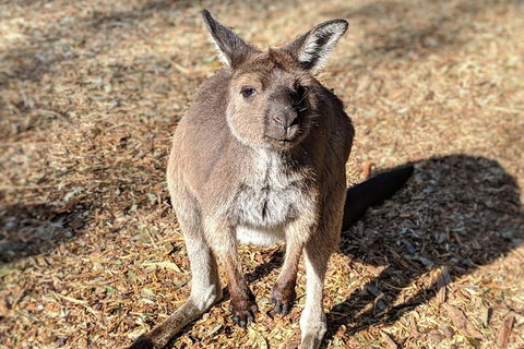 Blue Mountains Private Tour - Wild Kangaroos, Waterfalls And The Three Sisters - Maitland Accommodation 2