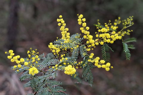 Blue Mountains Private Tour - Wild Kangaroos, Waterfalls And The Three Sisters - Maitland Accommodation 4