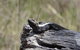 Inside The Greater Blue Mountains World Heritage - A Private Wildlife Safari Overnight - thumb 2