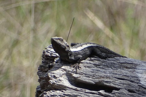 Inside The Greater Blue Mountains World Heritage - A Private Wildlife Safari Overnight - Maitland Accommodation 2