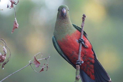 Inside The Greater Blue Mountains World Heritage - A Wildlife Safari Overnight - Maitland Accommodation 0