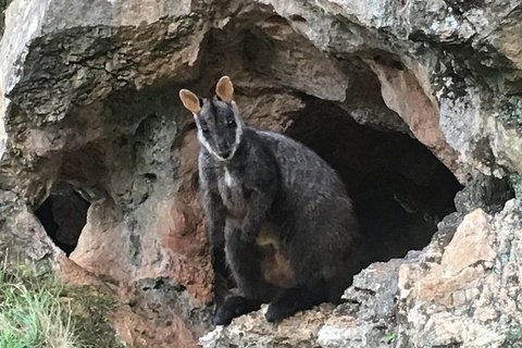 Inside The Greater Blue Mountains World Heritage - A Wildlife Safari Overnight - Maitland Accommodation 1