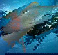 Great Barrier Reef Snorkeling and Diving Cruise from Cairns - Maitland Accommodation