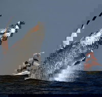 Sydney Harbour Tall Ship Whale  Sail - Whale Watching Cruise - Maitland Accommodation