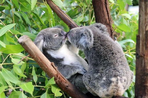 Classic Kuranda By Skyrail And Scenic Railway Including Rainforestation, Koala And Wildlife Park And Pamagirri Aboriginal Experi - Maitland Accommodation 3